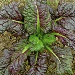国華園 種 野菜たね 菜類 紫縮緬大葉高菜 1袋（4ml） ちりめんたかな やさいの種