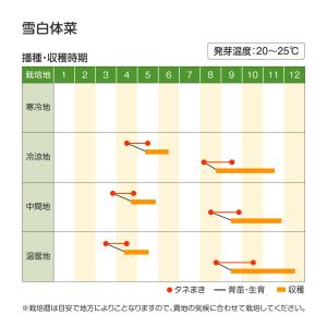 国華園 種 野菜たね 菜類 雪白体菜 (杓子菜...の詳細画像1