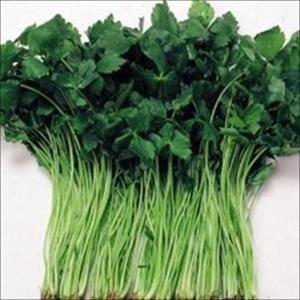 国華園 種 野菜たね 菜類 三ツ葉 白茎 1袋（5ml） みつば やさいの種