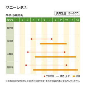 国華園 種 野菜たね レタス サニーレタス 1...の詳細画像3