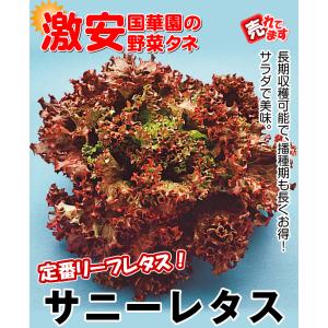 国華園 種 野菜たね レタス サニーレタス 1...の詳細画像2
