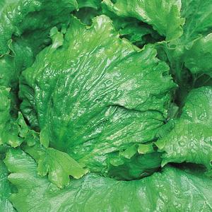 国華園 種 野菜たね レタス デンバー 1袋（1ml） やさいの種