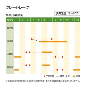 国華園 種 野菜たね レタス グレートレーク ...の詳細画像2