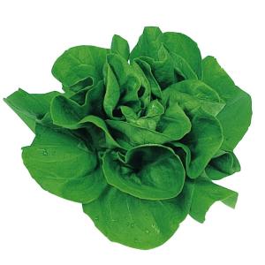 国華園 種 野菜たね レタス サラダ菜 1袋（5ml） やさいの種