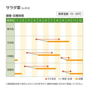 国華園 種 野菜たね レタス サラダ菜 1袋(...の詳細画像1