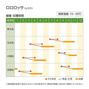 国華園 種 野菜たね レタス ロロロッサ 1袋...の詳細画像1