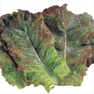 国華園 種 野菜たね レタス 赤焼肉レタス 1袋（3ml） やさいの種