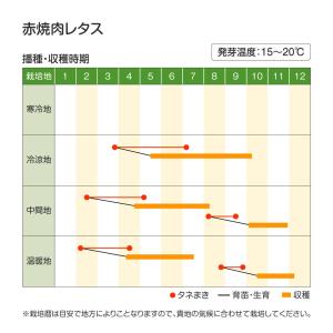 国華園 種 野菜たね レタス 赤焼肉レタス 1...の詳細画像2