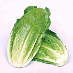 国華園 種 野菜たね レタス コスレタス 1袋（1.5ml） やさいの種