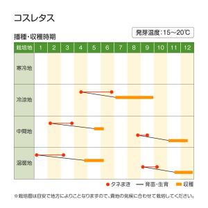 国華園 種 野菜たね レタス コスレタス 1袋...の詳細画像2
