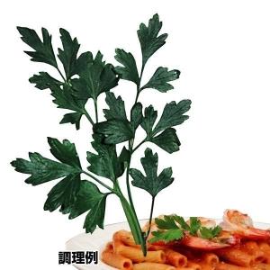 国華園 種 野菜たね ハーブ イタリアンパセリ 1袋（1ml） やさいの種