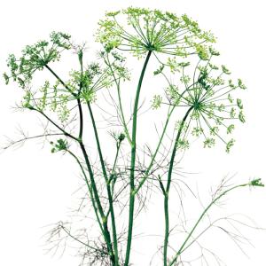 国華園 種 野菜たね ハーブ ディル 1袋(3...の詳細画像5