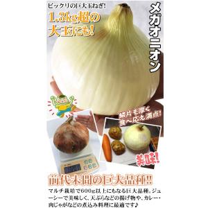 国華園 種 野菜たね タマネギ (中晩生)F1...の詳細画像3