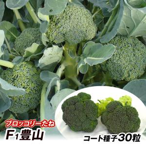 【ぐれたく様ご依頼】ブロッコリー種 カリフラワー種 全てコート種子 81F2Tm5BrvL._AC_UF1000,