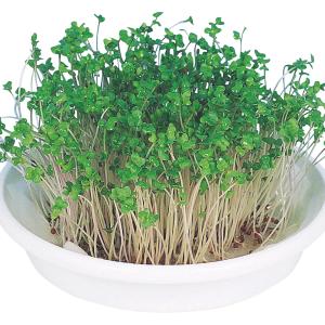 種 野菜たね ブロッコリースプラウト 1袋(4...の詳細画像3
