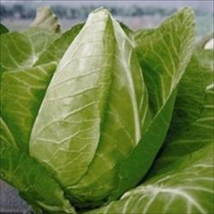 国華園 種 野菜たね 西洋野菜 キャベツ コーンシェープキャベツ 1袋（2ml） 甘藍 やさいの種