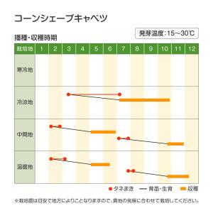 国華園 種 野菜たね 西洋野菜 キャベツ コー...の詳細画像1