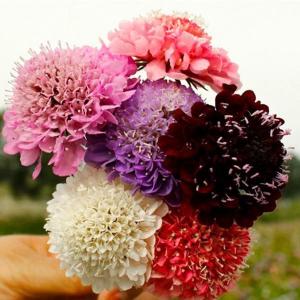 国華園 種 花たね スカビオサ 西洋松虫草混合 1袋(300mg) / 花の種 通販 花種 はなたね 西洋松虫草 セイヨウマツムシソウ 西洋マツムシソウ