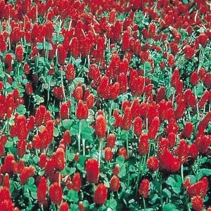 国華園 種 花たね クリムゾンクローバー 1袋(500mg) / 花の種 通販 花種 はなたね 紅花詰草 ベニバナツメクサ