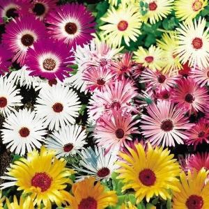 国華園 種 花たね リビングストンデージー混合 1袋(400mg) / 花の種 通販 花種 リビングストーンデージー リビングストンデイジー リビングストーンデイジー