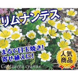 国華園 種 花たね リムナンテス 1袋(400...の詳細画像1