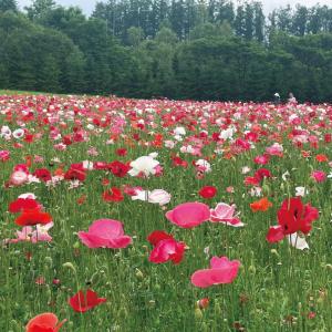 花種 花たね ポピー 虞美人草パール混合 1袋（60mg） : 花と緑 国華園