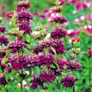 モナルダ 花 ガーデニング の商品一覧 通販 Yahoo ショッピング