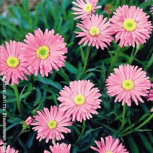 種 花たね 多年草 アルペンアスター ピンキー 1袋(100粒)