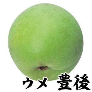 大株リンゴ 大株アルプス乙女 1株 送料込み 果樹苗 国華園 : 花と緑 国