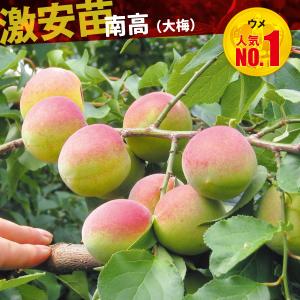 国華園 果樹苗 ウメ 南高(大梅) 1株