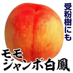 果樹苗 モモ ジャンボ白鳳 1株｜kokkaen