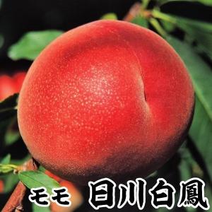 果樹苗 モモ 日川白鳳 1株...