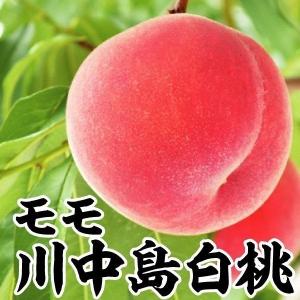 果樹苗 モモ 川中島白桃 1株...