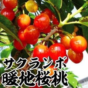 国華園 果樹苗 サクランボ 暖地桜桃 1株