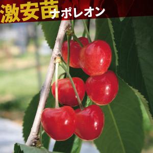 国華園 果樹苗 サクランボ ナポレオン 1株の商品画像