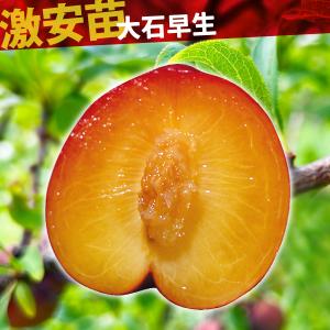 国華園 果樹苗 スモモ 大石早生 1株