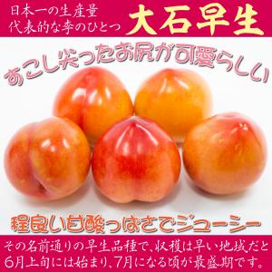 国華園 果樹苗 スモモ 大石早生 1株の詳細画像3