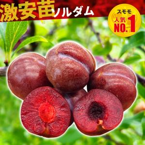 2026年7月】蟠桃桃（果樹の苗、苗木）のおすすめ人気ランキング