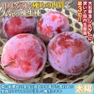 国華園 果樹苗 スモモ 太陽 1株の詳細画像3