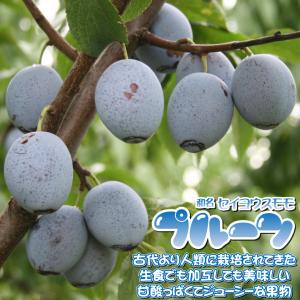 国華園 果樹苗 プルーン サンプルーン 1株の詳細画像3