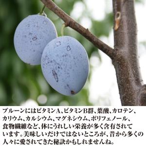 国華園 果樹苗 プルーン サンプルーン 1株の詳細画像4