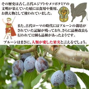国華園 果樹苗 プルーン サンプルーン 1株の詳細画像5