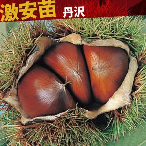 国華園 果樹苗 クリ 丹沢 1株