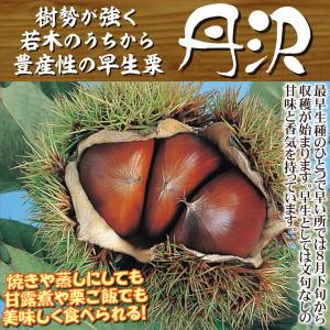 国華園 果樹苗 クリ 丹沢 1株の詳細画像3
