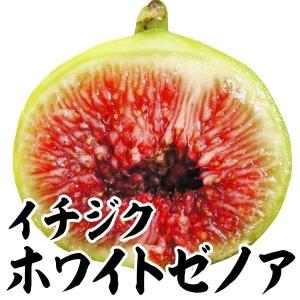 ロングドゥート】 1年生苗 イチジク ※納期指定：発送予定2026年1