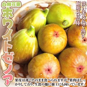 国華園 果樹苗 イチジク ホワイトゼノア 1株の詳細画像2