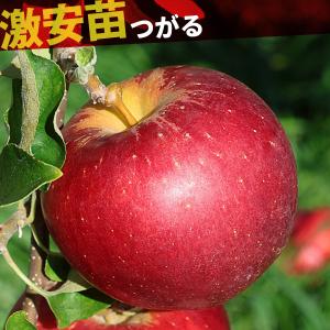 国華園 果樹苗 リンゴ つがる 1株