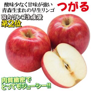 国華園 果樹苗 リンゴ つがる 1株の詳細画像3