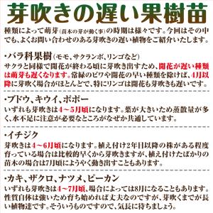 国華園 果樹苗 リンゴ ふじ 1株の詳細画像4