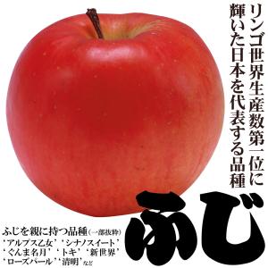 国華園 果樹苗 リンゴ ふじ 1株の詳細画像3